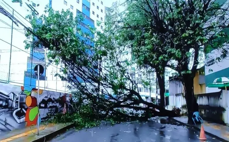 Queda de 2 árvores e rua interditada no centro após desabamento de casarões em Salvador