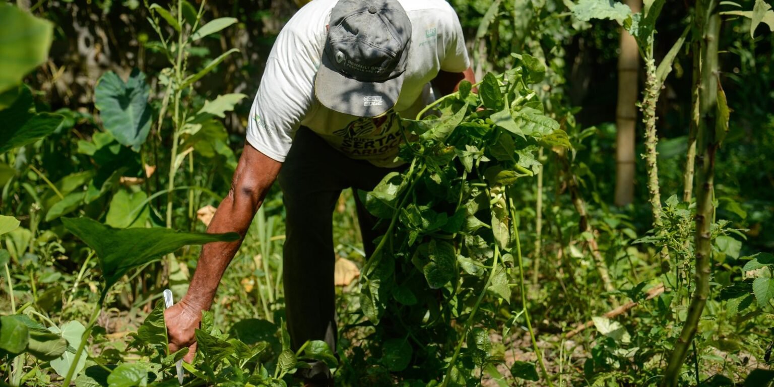 Resíduos vegetais agrícolas podem ser alternativa ao uso de agrotóxico