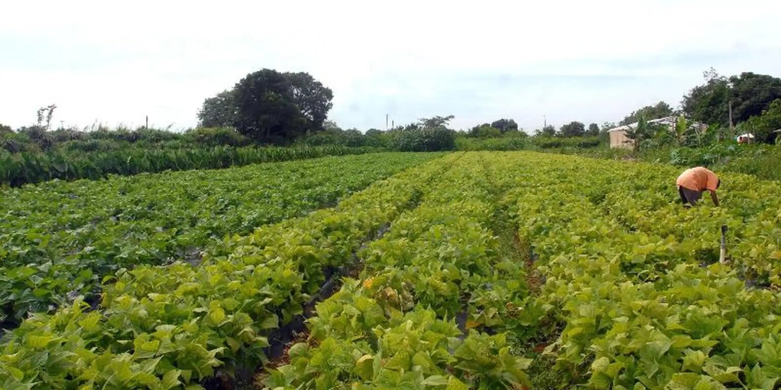 lavoura agricultura familiar