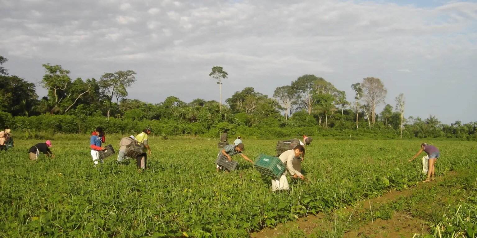 CMN reduz para R$ 200 mil limite de enquadramento no Proagro