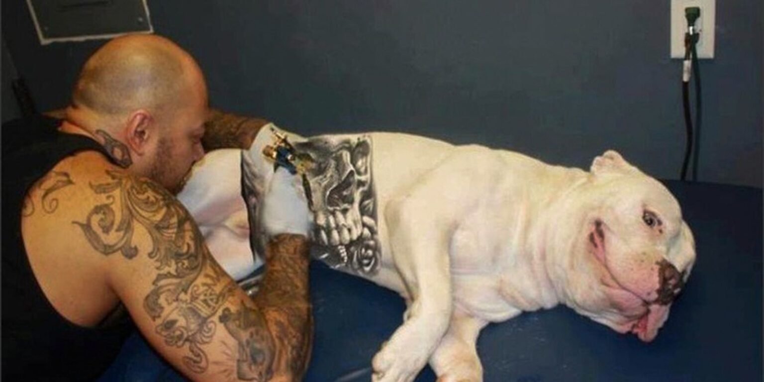 cachorro tatuado02