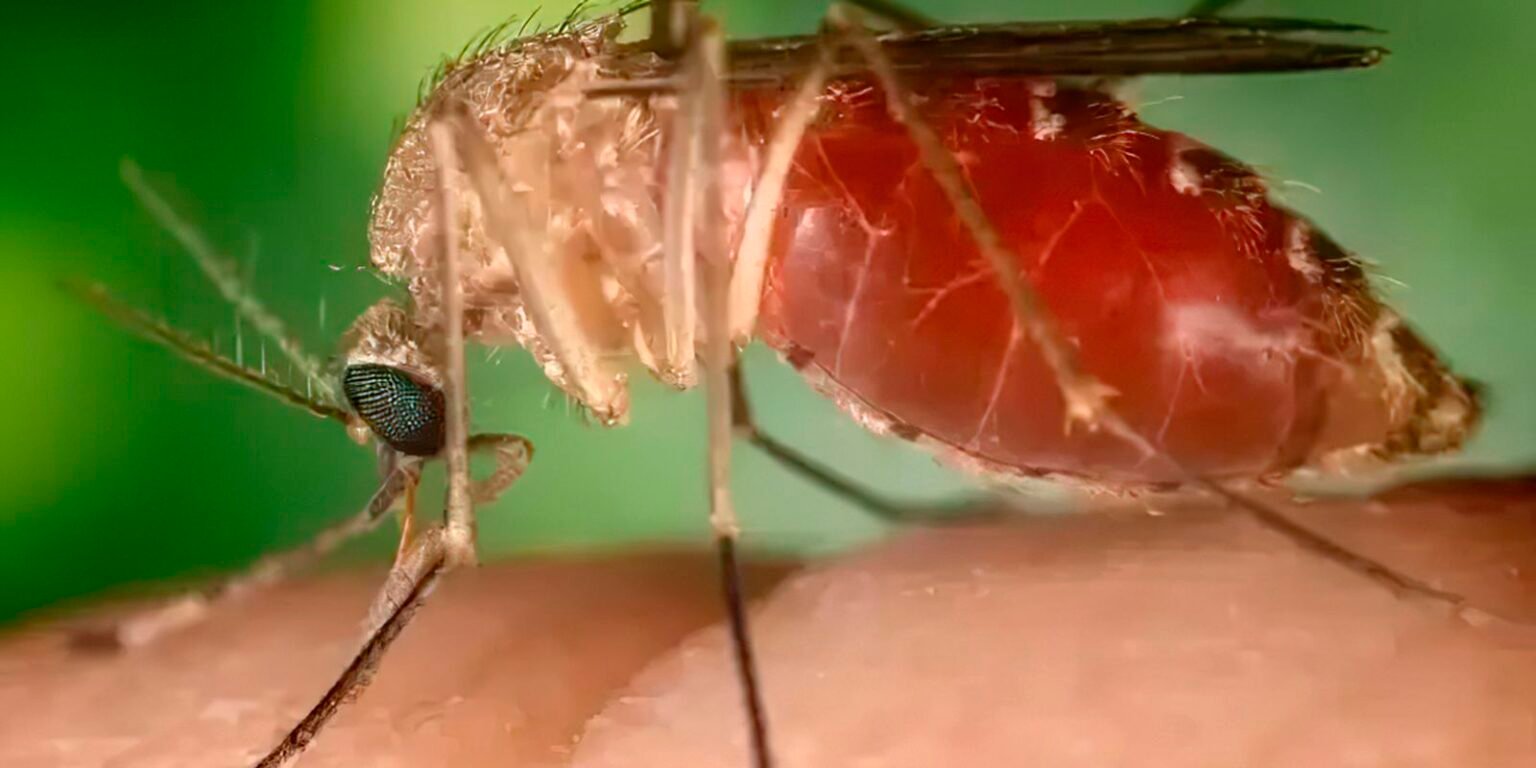 mosquito maruim