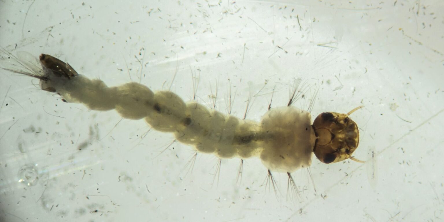 mosquitos com wolbachia6