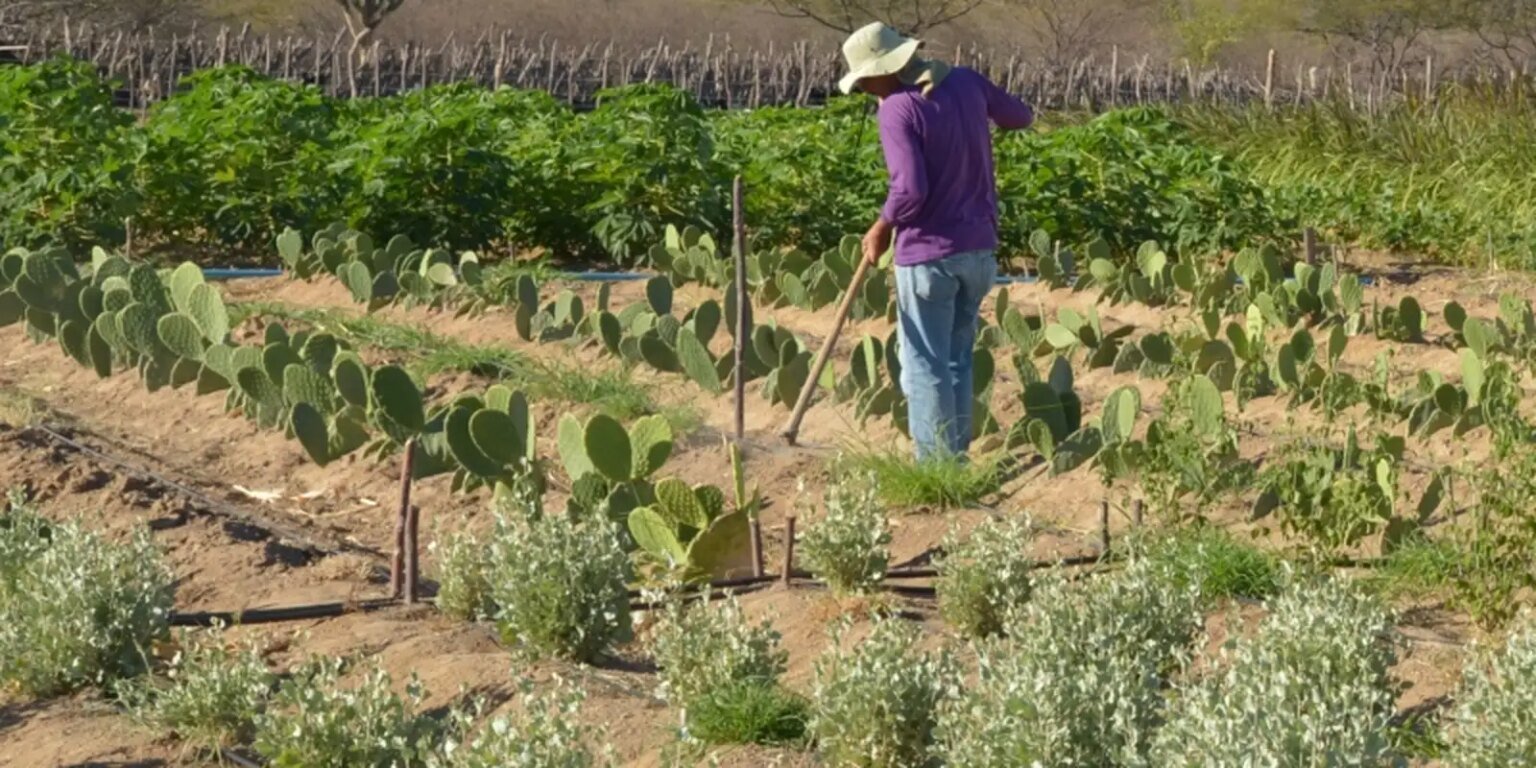 produtor rural no semiarido