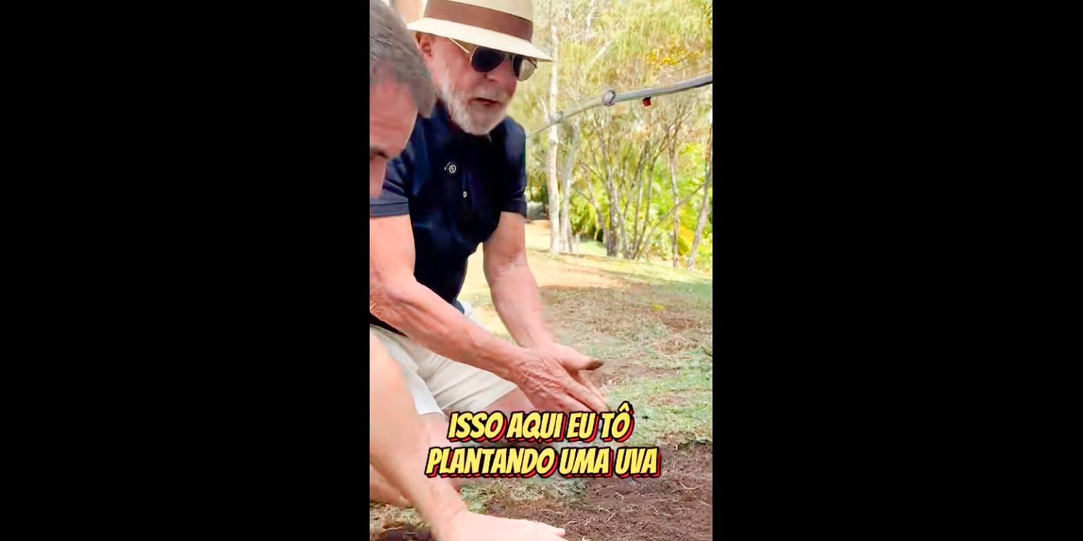 lula plantando uva