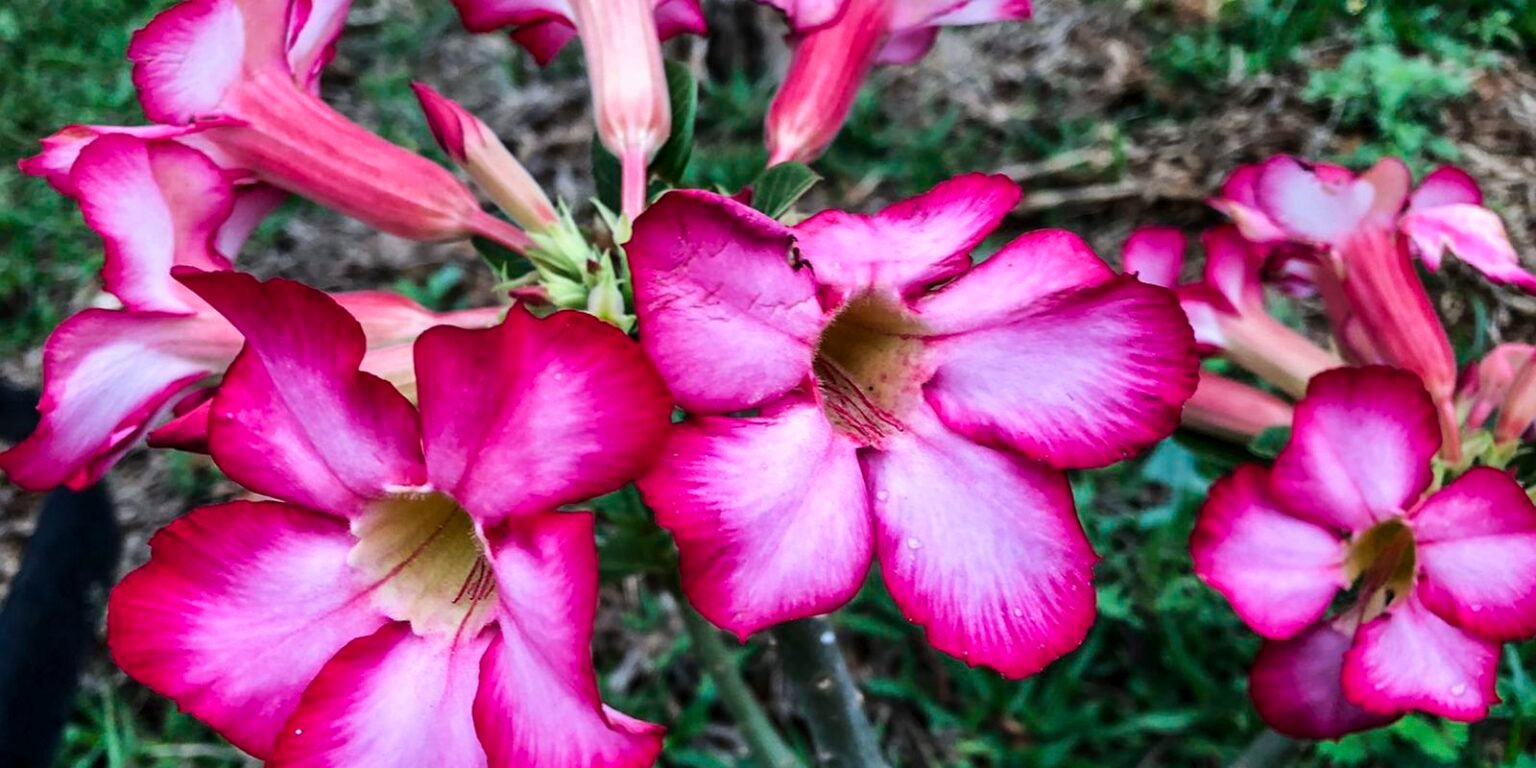 flores 2309221073