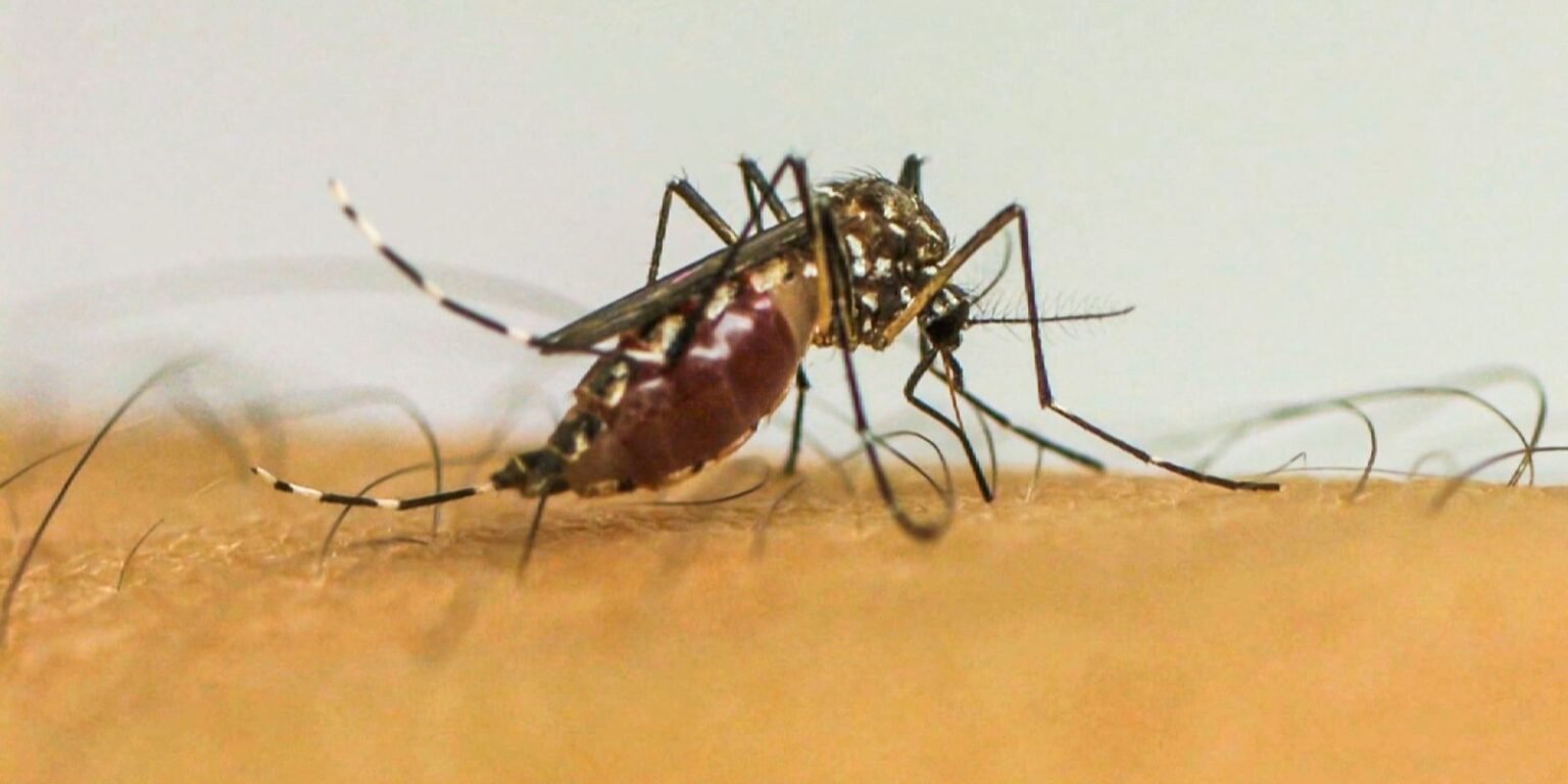mosquito