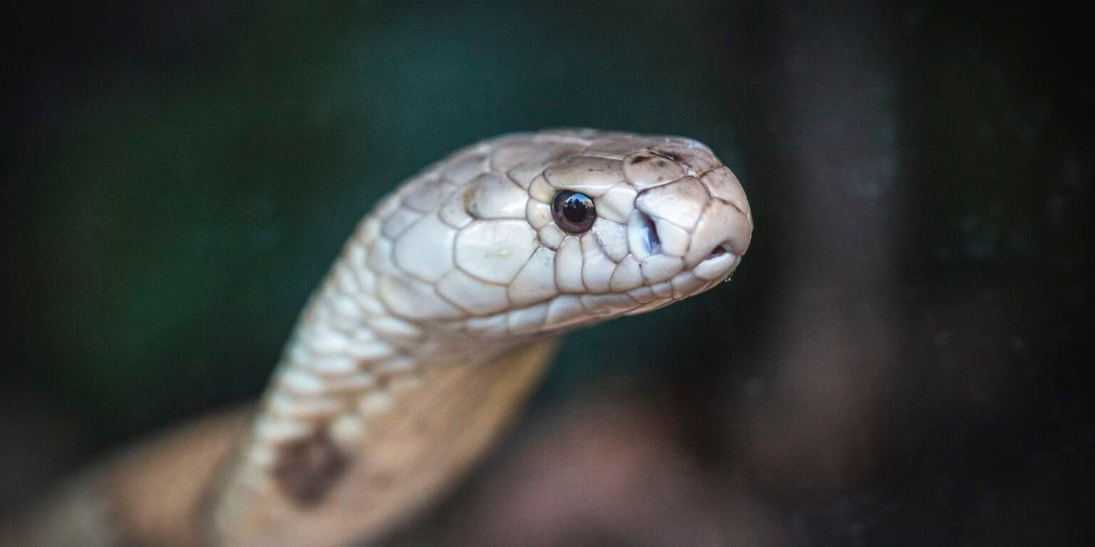 10 07 2020 cobra naja 2