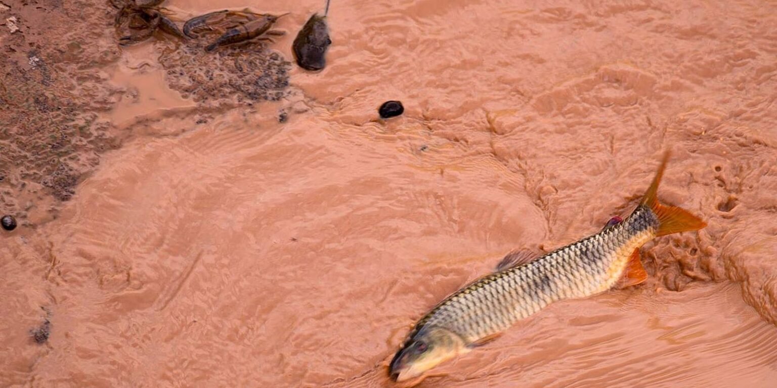 Samarco e Vale são multadas em mais de R$ 1,8 bilhão 984752 aaa10548832 933209456754331 3402470121331921258 o 003