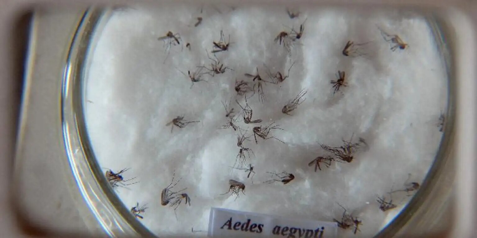 aedes aegypti