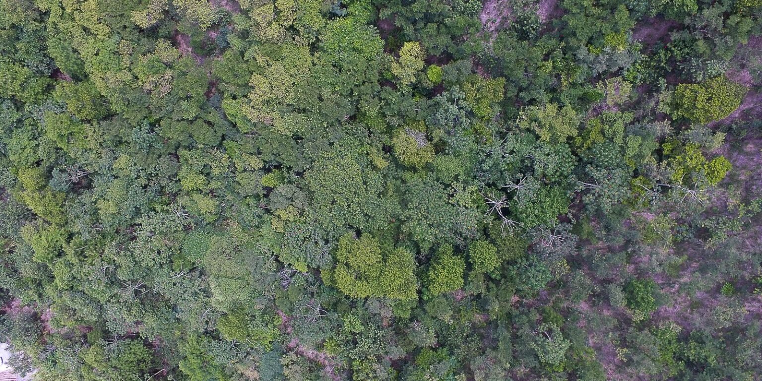 recuperacao mata atlantica fauna flora2812203596