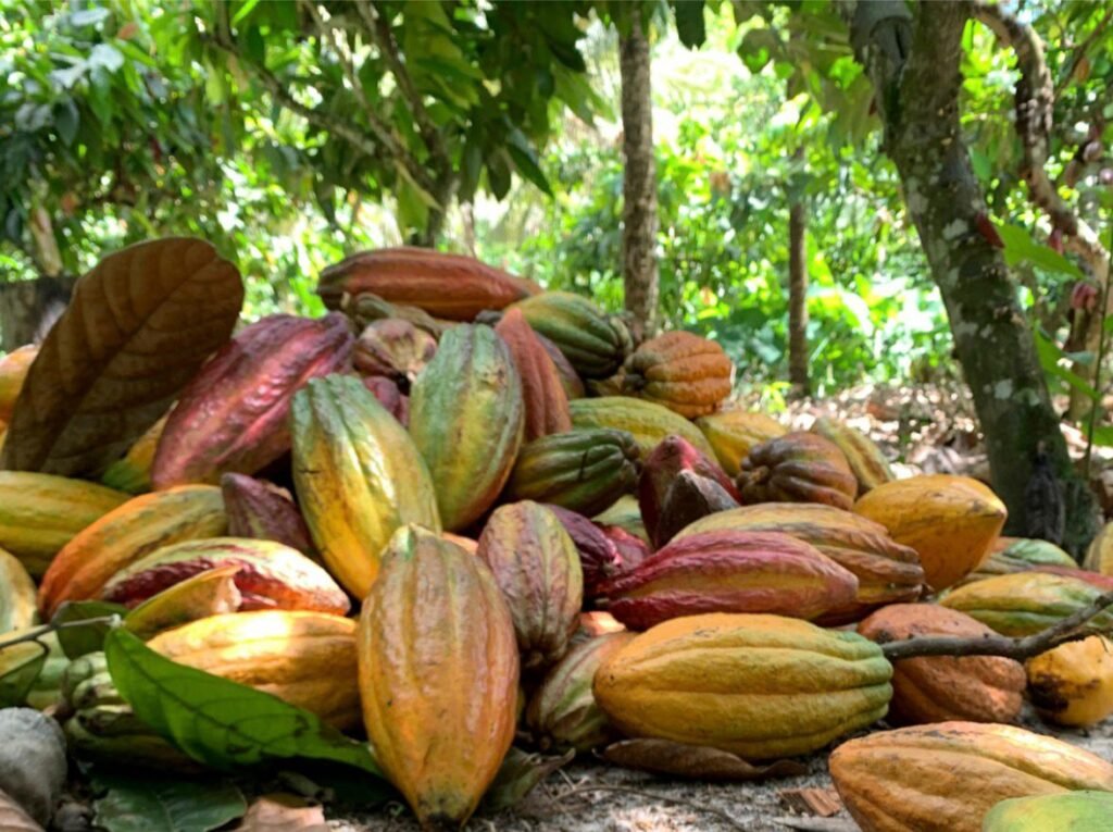“Cacau importado gera desemprego na Bahia”, afirma Luciano Araujo IMG 20260126 WA0027