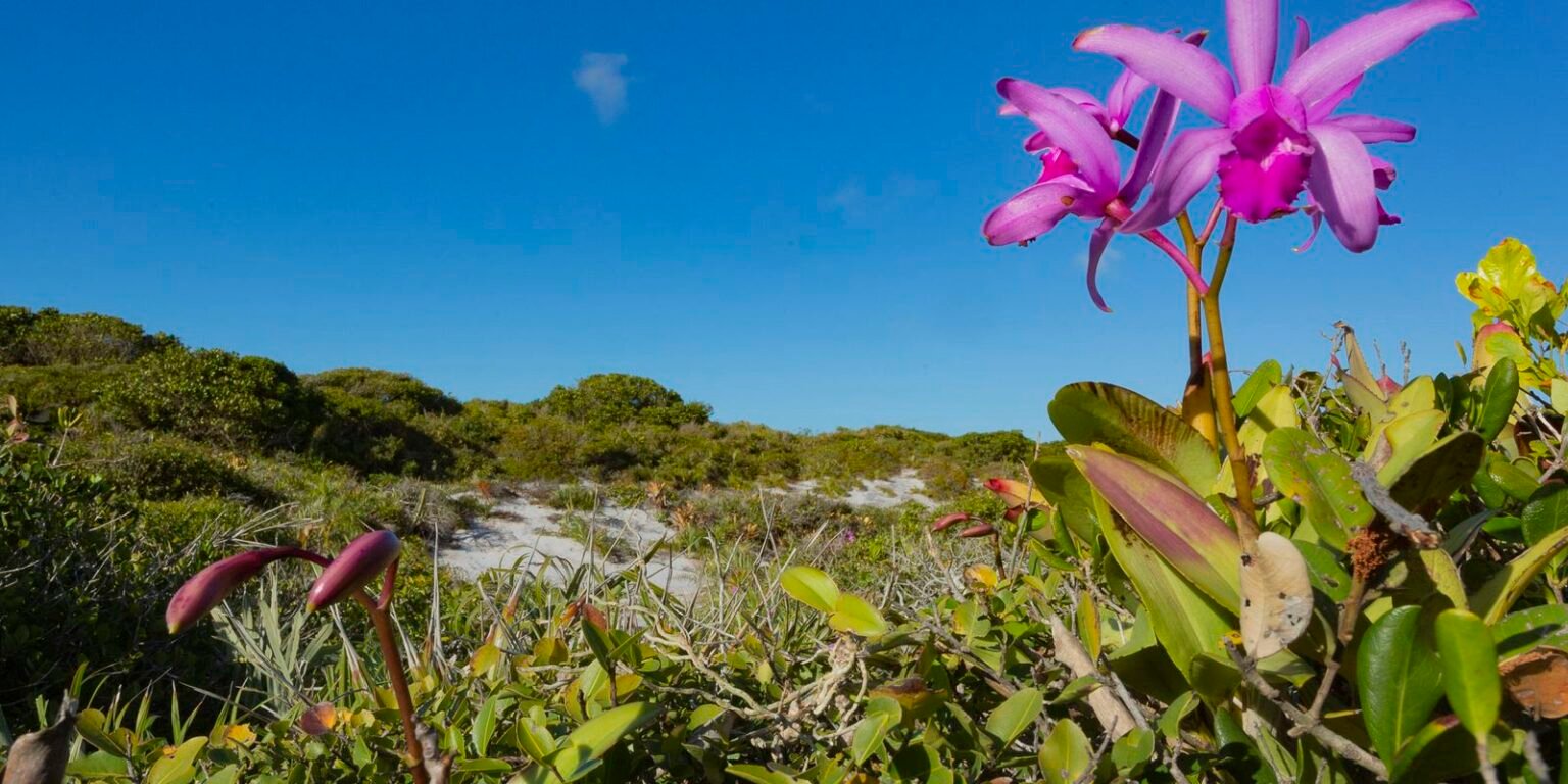 Inpe confirma redução de desmatamento na maioria dos biomas em 2024 mata atlantica02