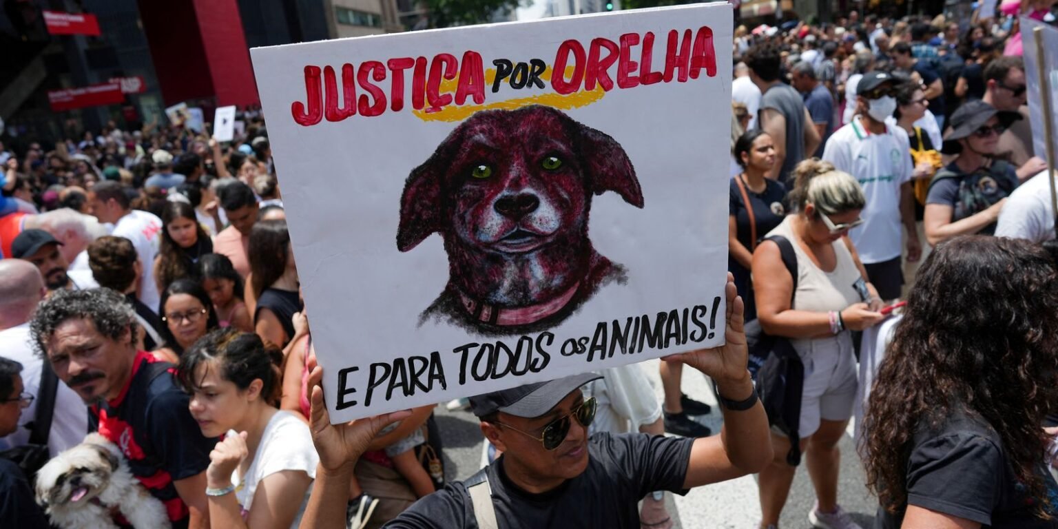 2026 02 01t201838z 1320438574 rc22dja8y3s7 rtrmadp 3 brazil protest animal rights