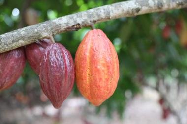 Governo da Bahia ganha protagonismo nacional com articulação para suspensão de importações de cacau da Costa do Marfim WhatsApp20Image202026 02 2620at2016.13.48