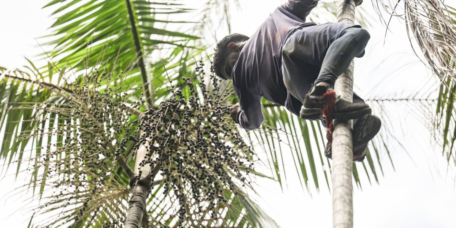 agrofloresta salvaterra mc abr 02102025 18 0