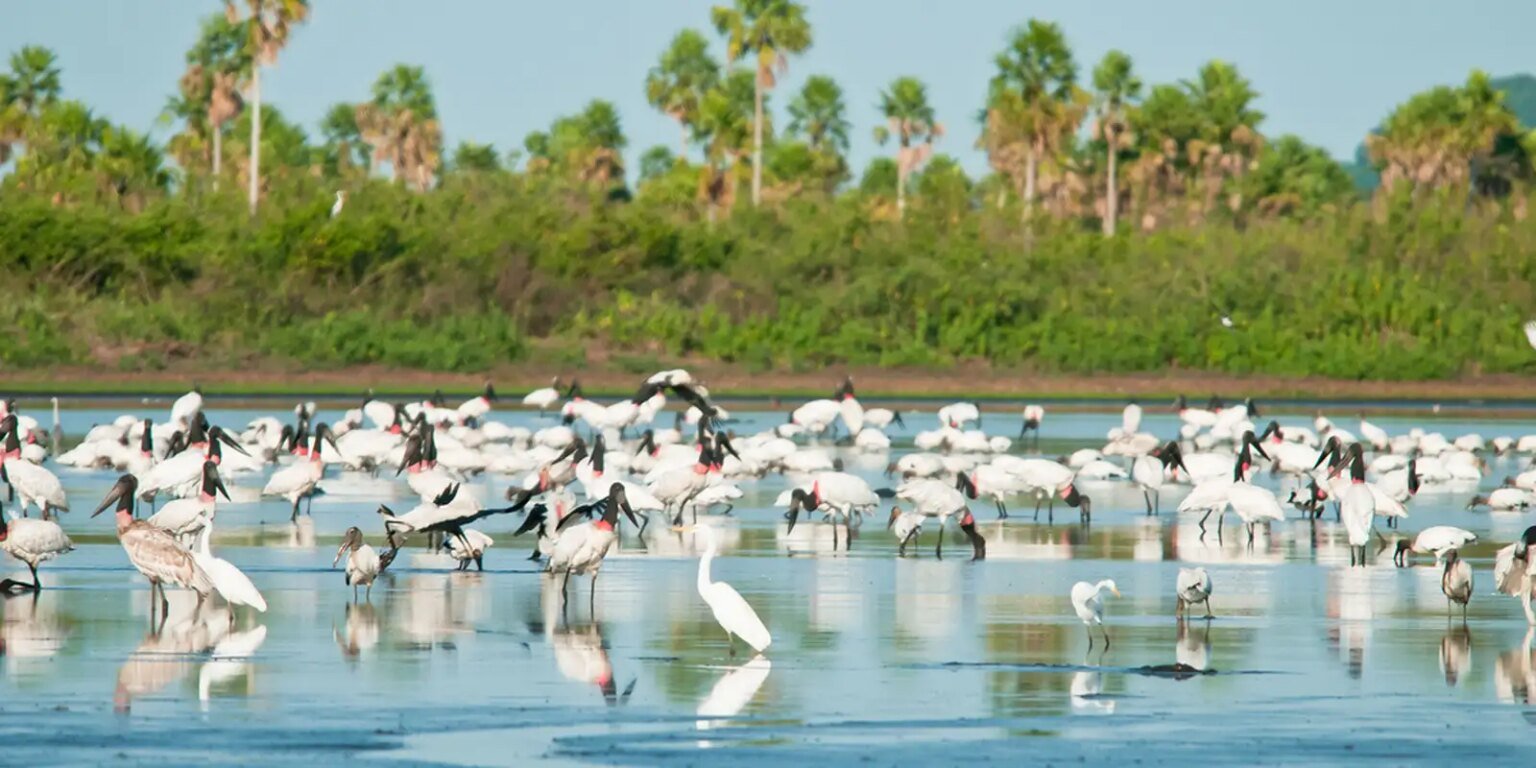 Desmatamento no Brasil registra queda de 20,6% em 2025 estacao ecologica esec taiama tera 68 mil hectares foto pale zuppani