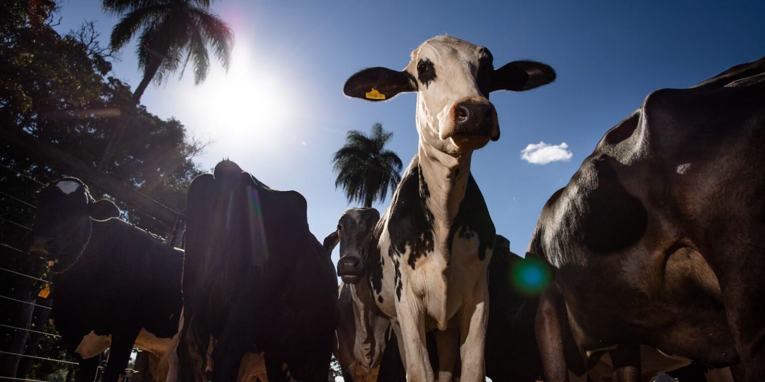 União Europeia oficializa veto a carne brasileira a partir de setembro 50020476956 1536b333a8 o