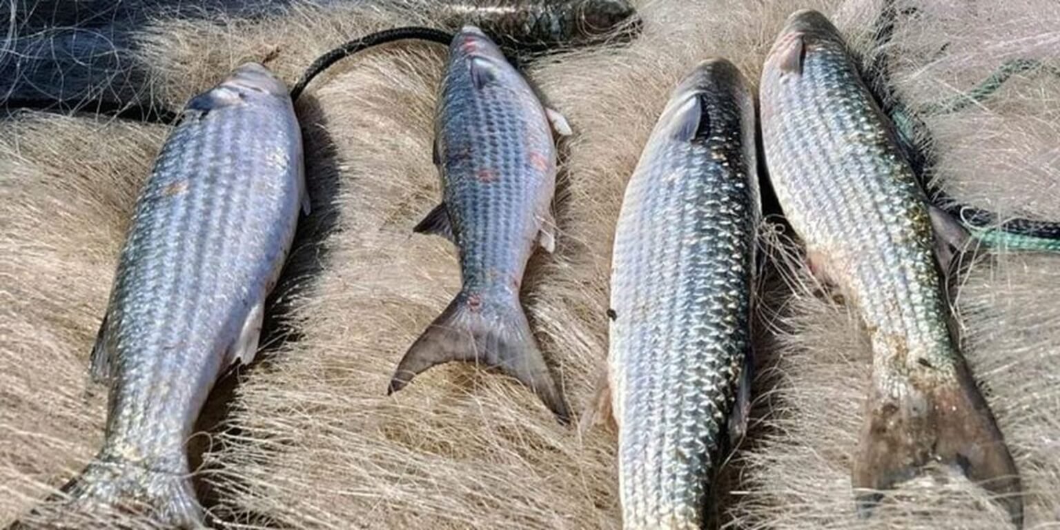 Pesca de tainha na modalidade arrasto de praia está suspensa 89ba7a3d 33a2 494f af37 c1fc986a16da