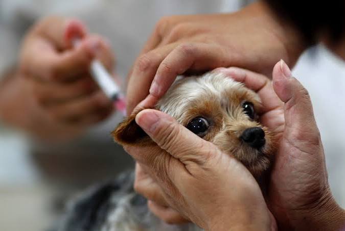 Salvador promove vacinação antirrábica gratuita para cães e gatos neste fim de semana images 1