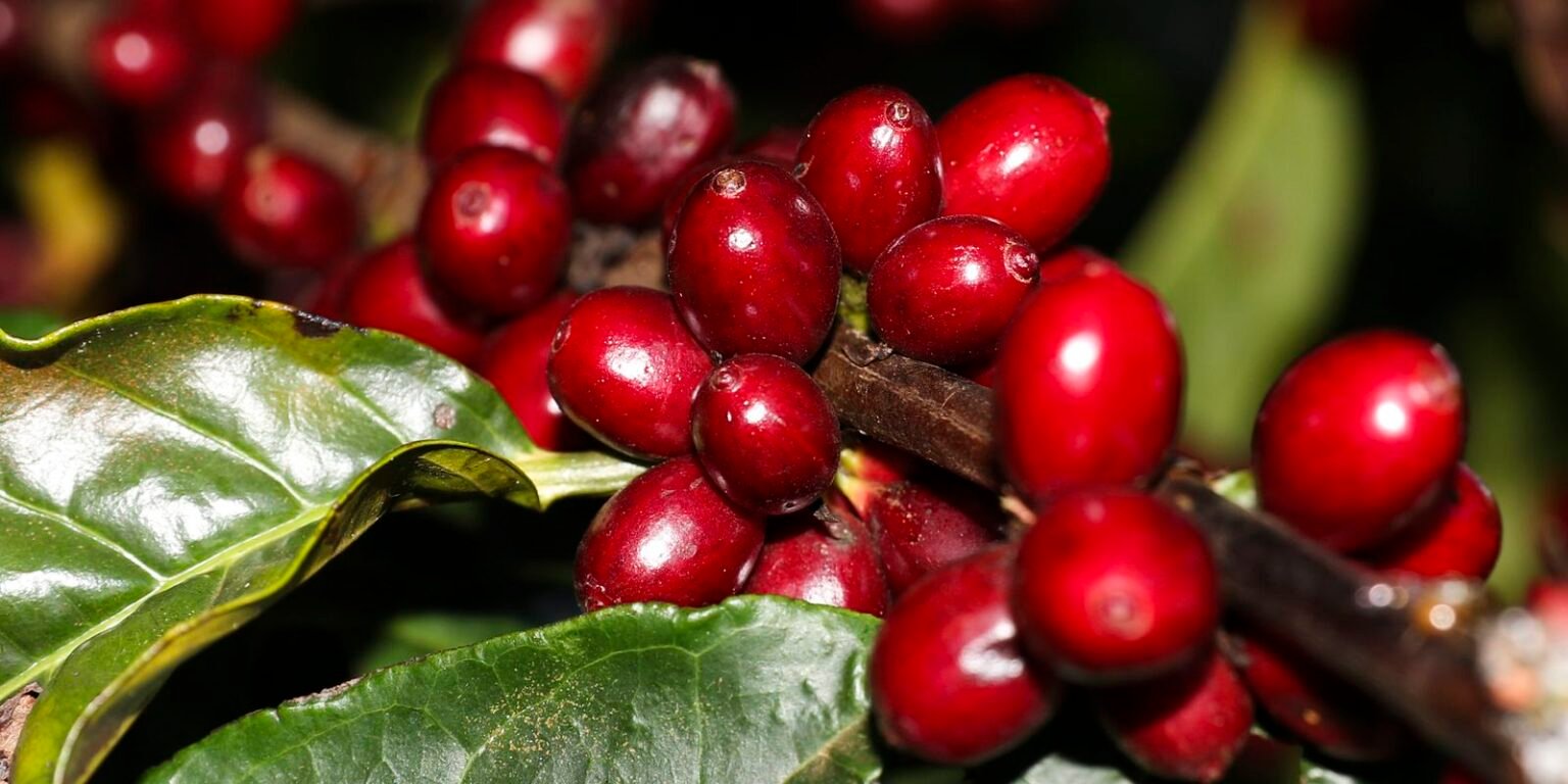 Aeronaves, óleo, café e carne estão fora do tarifaço imposto pelos EUA vac abr 10061916769