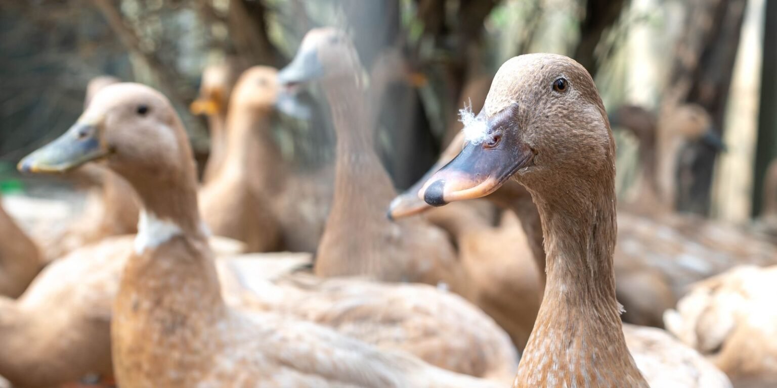 Entidades defendem projeto que proíbe alimentação forçada de animais vecteezy the large group of healthy brown ducks in a domestic farm 22340663