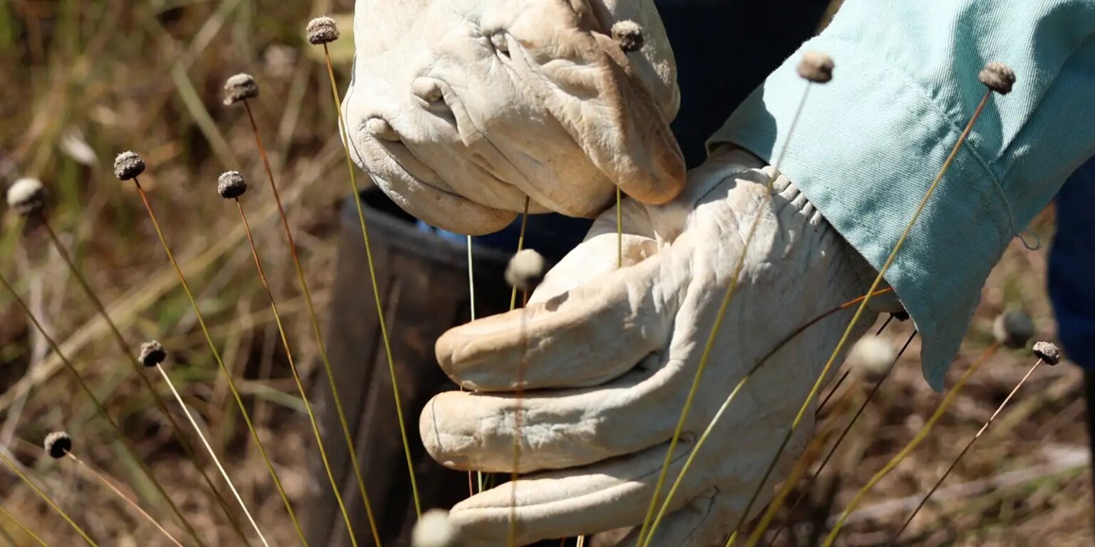 Pesquisadores encontram plantas consideradas extintas há 30 anos 1786957386 sem titulo 0