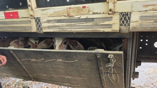 Bezerros são encontrados em compartimento irregular de caminhão e resgatados na Bahia bezerros resgatados na br 116 3383820 article