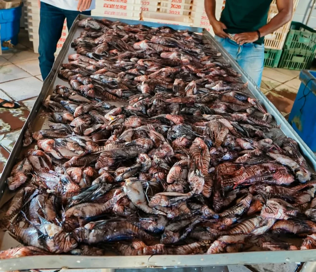 Prefeitura paga R$ 10 por peixe-leão retirado do mar para combater espécie invasora peixes leao foram retirados do mar 3396185 article