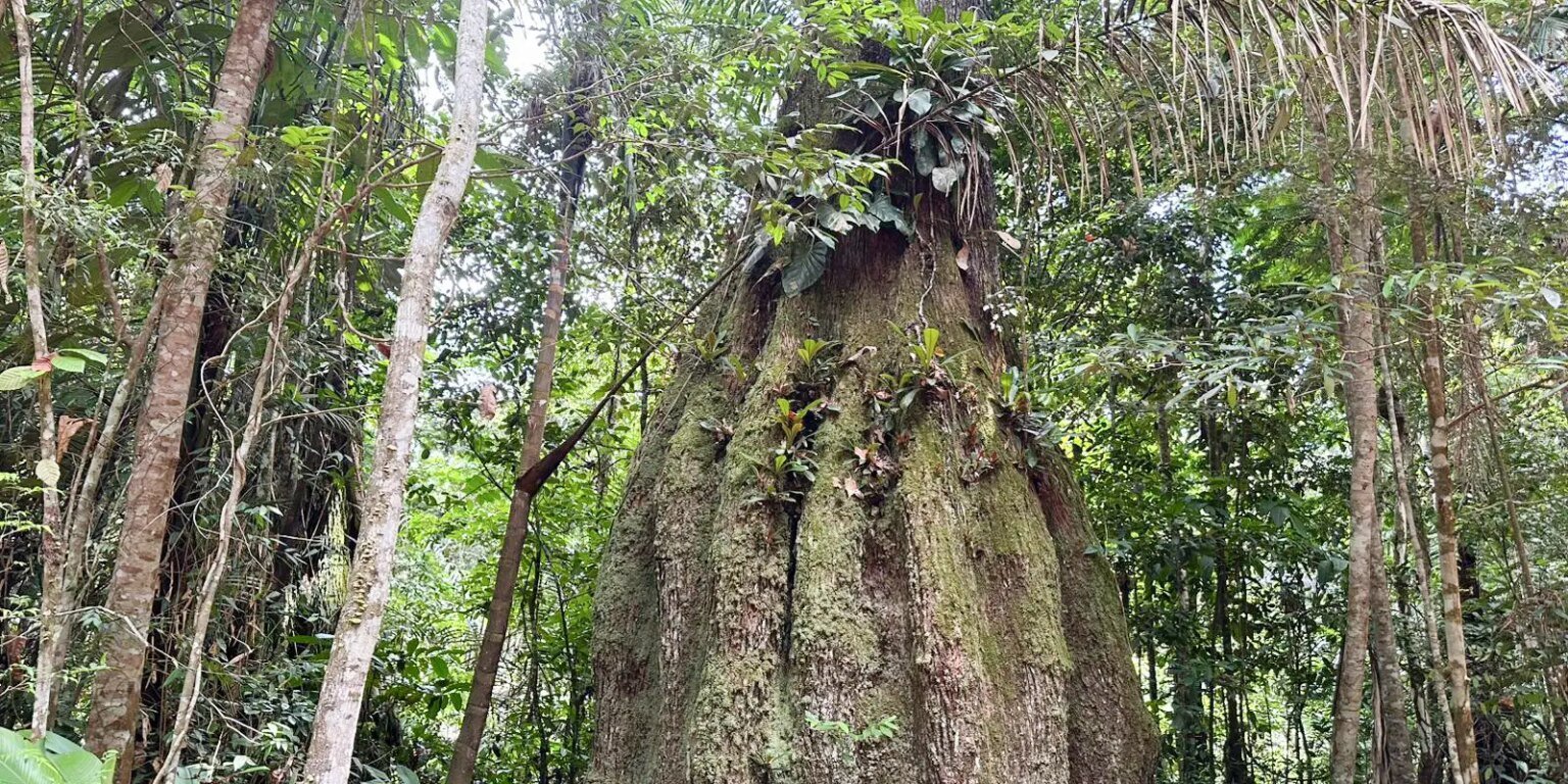 floresta amazonica conservada em caracarai rr