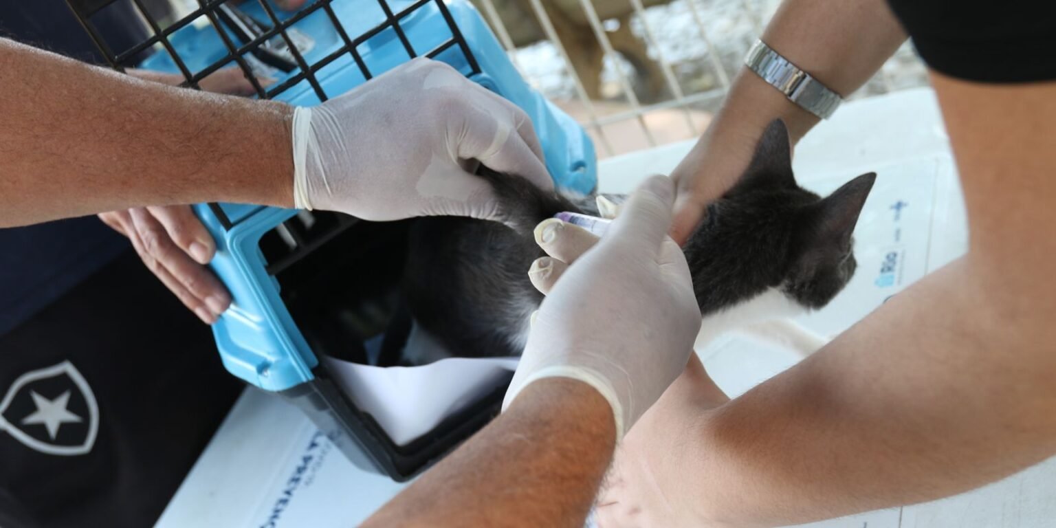 Rio confirma caso de raiva em cão que teve contato com morcego trbr1932 0