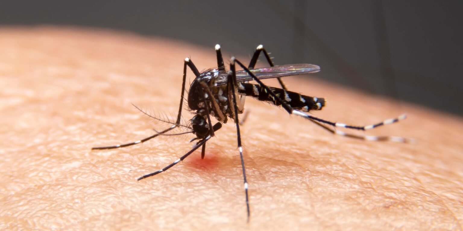 Mudanças climáticas já causam aumento de doenças infecciosas no país adobestock 306185088