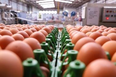 Bahia registra produção recorde de ovos pelo sexto ano consecutivo e movimenta R$ 879,9 milhões granjaovos 013 scaled 0